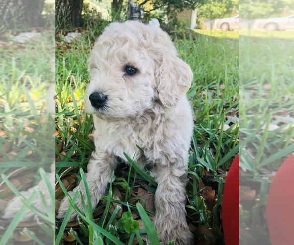 Medium Photo #5 Goldendoodle-Poodle (Miniature) Mix Puppy For Sale in KISSIMMEE, FL, USA