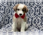 Small Photo #3 Australian Shepherd Puppy For Sale in LAKELAND, FL, USA