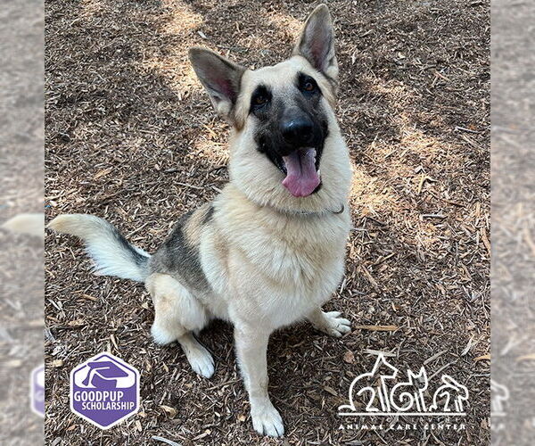 Medium Photo #1 German Shepherd Dog Puppy For Sale in Irvine, CA, USA