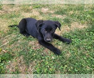Labrador Retriever Puppy for sale in NOVI, MI, USA