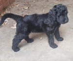 Small Photo #5 Goldendoodle Puppy For Sale in HARRISBURG, AR, USA