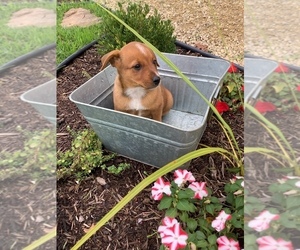 Australian Cattle Dog-Mountain Cur Mix Puppy for sale in HILLSBORO, WI, USA
