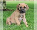 Small #3 Great Dane