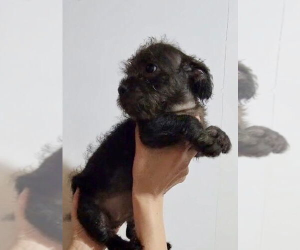Medium Photo #3 Mutt Puppy For Sale in San Diego, CA, USA