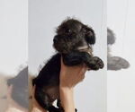 Small #2 Mutt