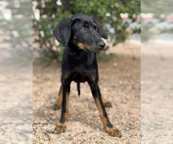 Medium Photo #3 Doberman Pinscher-Labrador Retriever Mix Puppy For Sale in PIPE CREEK, TX, USA