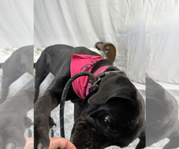 Medium Photo #2 Mutt Puppy For Sale in Goodyear, AZ, USA