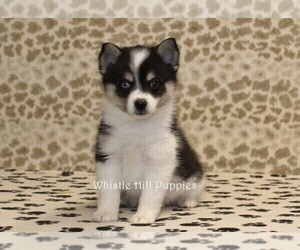 Pomsky Puppy for sale in DENVER, PA, USA