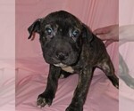 Puppy Twinkie Boxer-Chinese Shar-Pei Mix