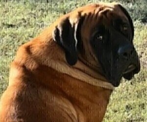 Mother of the Mastiff puppies born on 11/05/2025