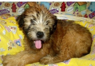 Soft Coated Wheaten Terrier Puppy for sale in NORFOLK, VA, USA