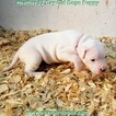 Small Photo #72 Dogo Argentino Puppy For Sale in JANE, MO, USA