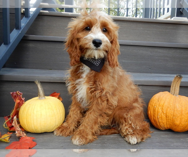 Medium Photo #1 Cavapoo Puppy For Sale in MILLERSBURG, OH, USA