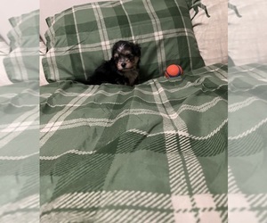 Poodle (Toy)-Yorkshire Terrier Mix Puppy for sale in BENSON, NC, USA