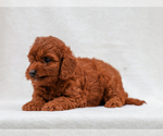 Small #2 Cavapoo-Poodle (Toy) Mix