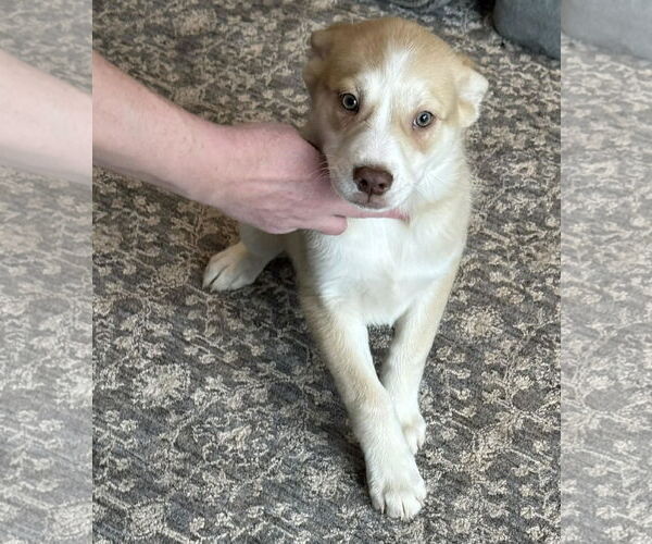 Medium Photo #2 Labsky Puppy For Sale in Mechanicsburg, PA, USA