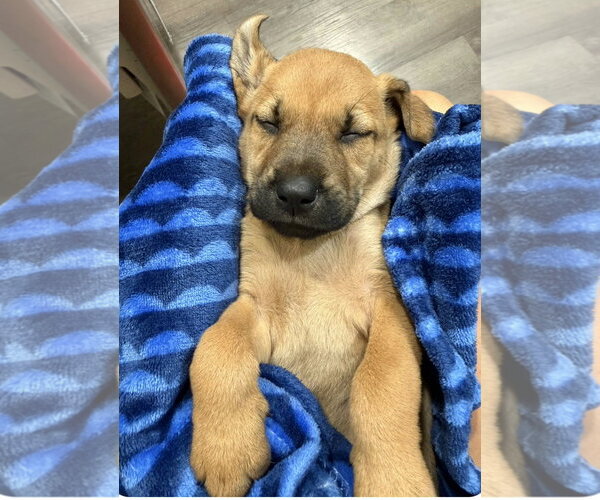 Medium Photo #1 Black Mouth Cur-Unknown Mix Puppy For Sale in Sheboygan, WI, USA
