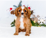 Puppy Snowflake Cavalier King Charles Spaniel