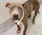 Small #1 American Pit Bull Terrier