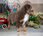 Small Photo #4 Miniature Australian Shepherd Puppy For Sale in CHRISTIANA, PA, USA