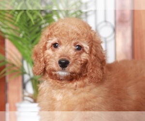 Goldendoodle (Miniature) Puppy for sale in NAPLES, FL, USA