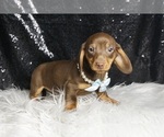 Small #3 Dachshund