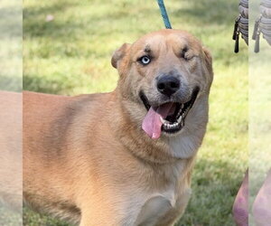 Labrador Retriever Dogs for adoption in Yardley, PA, USA