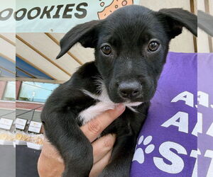 Jack Russell Terrier Dogs for adoption in GILBERTS, IL, USA