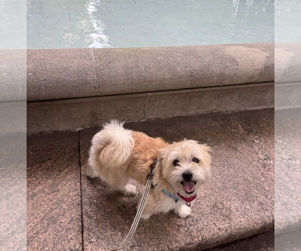 Medium Photo #5 Mutt Puppy For Sale in Philadelphia, PA, USA