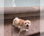 Small #4 Mutt