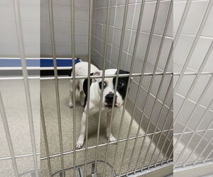 American Pit Bull Terrier-Unknown Mix Dogs for adoption in Virginia Beach, VA, USA