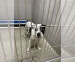 Small American Pit Bull Terrier Mix
