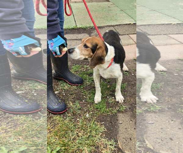 Medium Photo #4 Beagle Puppy For Sale in Rustburg, VA, USA