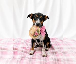 Border-Aussie Dogs for adoption in Mt. Laurel, NJ, USA