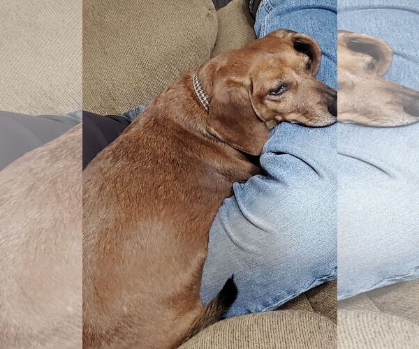 Medium Photo #2 Dachshund Puppy For Sale in Pottstown, PA, USA