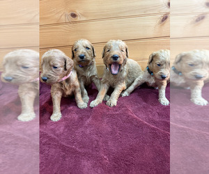 Goldendoodle Puppy for sale in WILLIAMSTOWN, KY, USA