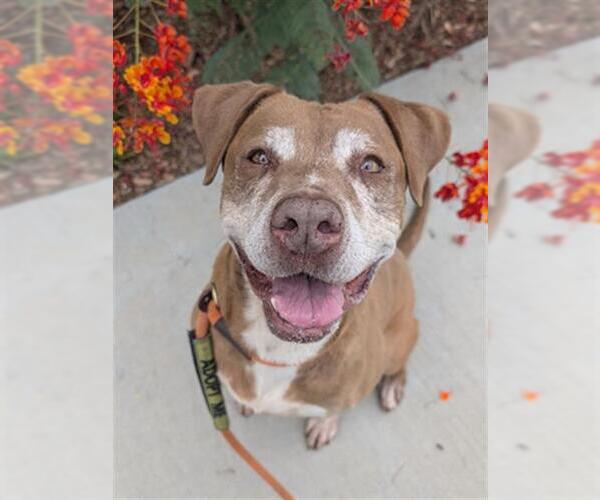Medium Photo #4 American Pit Bull Terrier-Unknown Mix Puppy For Sale in Redlands, CA, USA