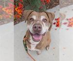 Small #3 American Pit Bull Terrier Mix