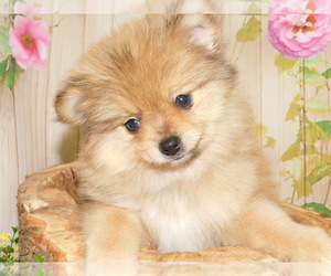 Pomeranian Puppy for Sale in HAMMOND, Indiana USA