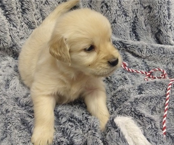 Medium Photo #1 English Cream Golden Retriever Puppy For Sale in PROSPECT, VA, USA