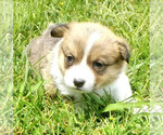 Small Photo #14 Pembroke Welsh Corgi Puppy For Sale in JURUPA VALLEY, CA, USA