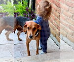 Small #1 Beagle Mix