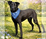 Small #3 Great Dane Mix
