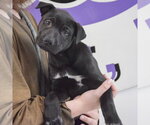 Small #3 American Staffordshire Terrier Mix