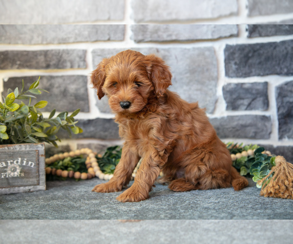 Medium Photo #2 Cockapoo (Toy) Puppy For Sale in MIFFLINBURG, PA, USA