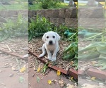 Small Photo #3 Labrador Retriever Puppy For Sale in COUNCIL BLUFFS, IA, USA