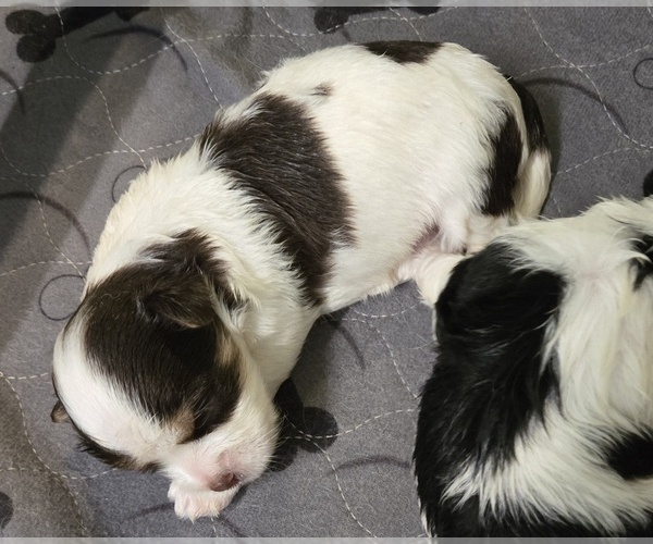 Medium Photo #1 Morkie Puppy For Sale in CORNERSVILLE, TN, USA