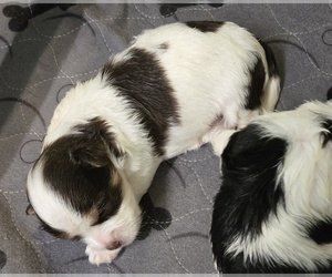 Morkie Puppy for sale in CORNERSVILLE, TN, USA