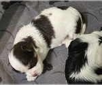 Image preview for Ad Listing. Nickname: the morkies