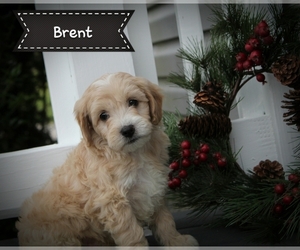 Cock-A-Poo Puppy for sale in CLARKRANGE, TN, USA